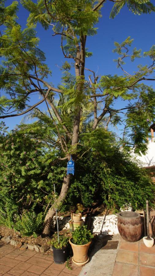 Casa Del Cielo Διαμέρισμα Frigiliana Εξωτερικό φωτογραφία