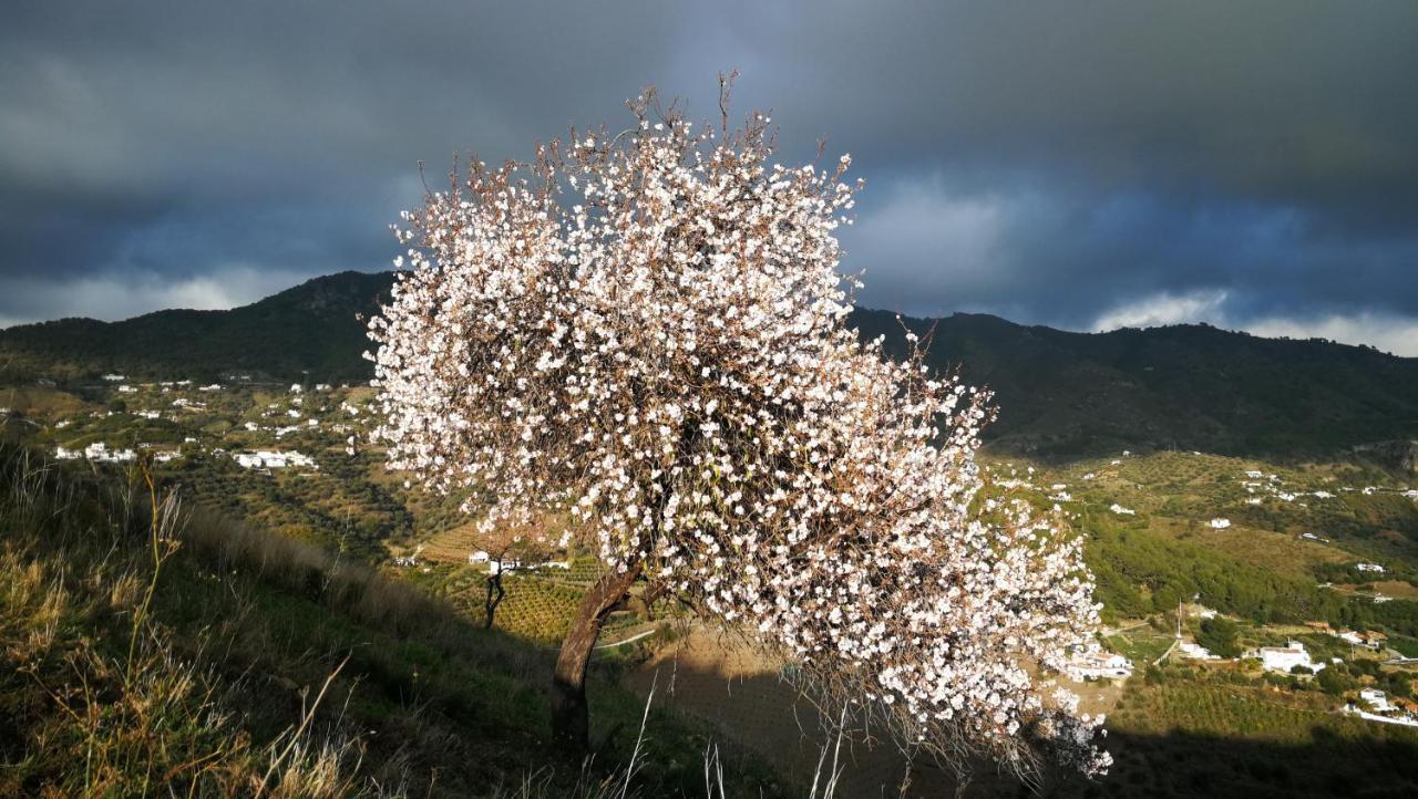 Casa Del Cielo Διαμέρισμα Frigiliana Εξωτερικό φωτογραφία
